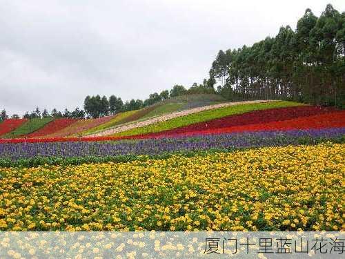 厦门十里蓝山花海