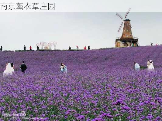 南京薰衣草庄园