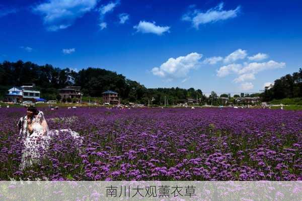 南川大观薰衣草