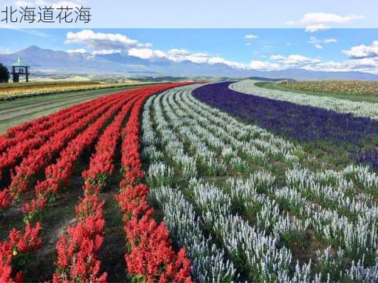 北海道花海