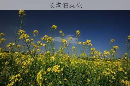 长沟油菜花