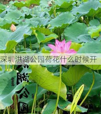 深圳洪湖公园荷花什么时候开