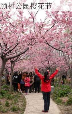 顾村公园樱花节