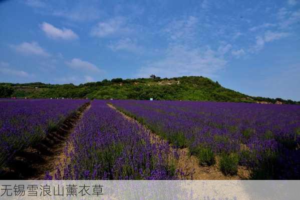 无锡雪浪山薰衣草