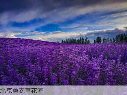 北京薰衣草花海