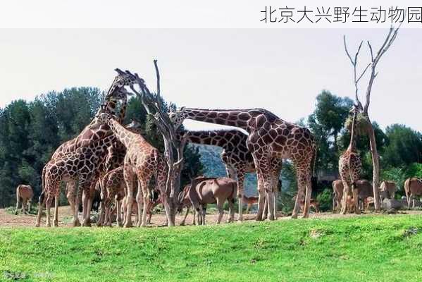 北京大兴野生动物园