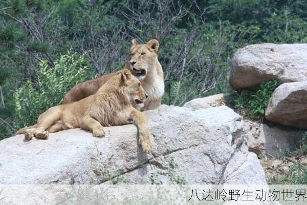 八达岭野生动物世界