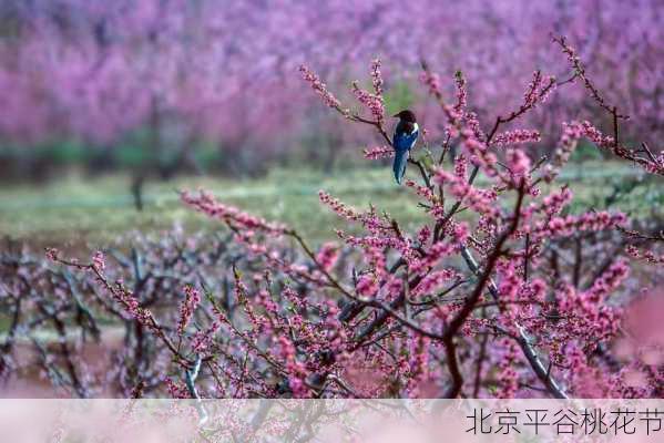 北京平谷桃花节