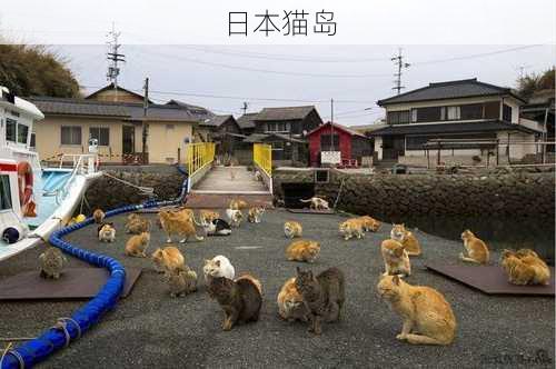 日本猫岛