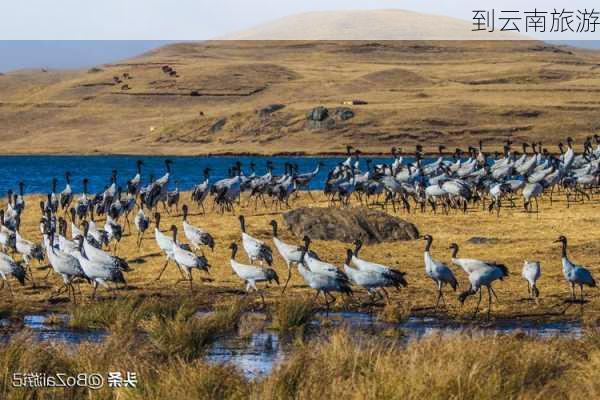 到云南旅游