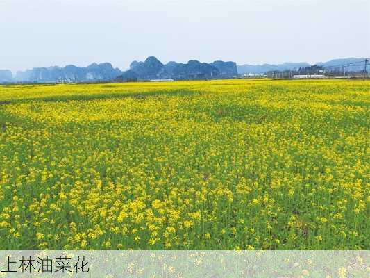 上林油菜花