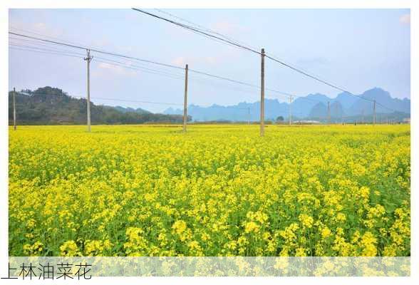 上林油菜花