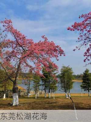 东莞松湖花海