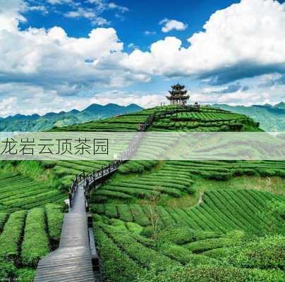 龙岩云顶茶园