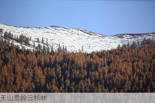 天山雪岭云杉林