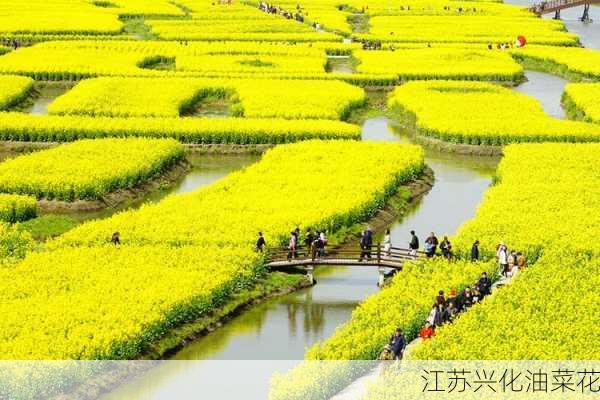 江苏兴化油菜花