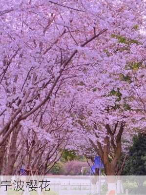 宁波樱花