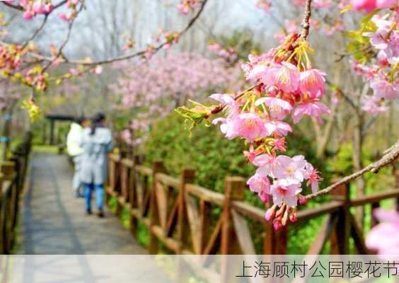 上海顾村公园樱花节