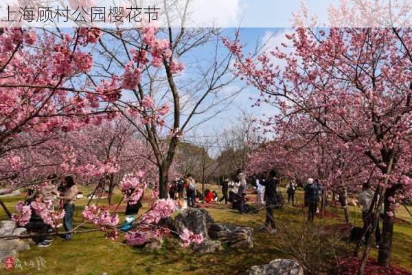 上海顾村公园樱花节