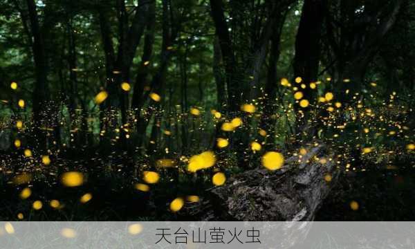 天台山萤火虫