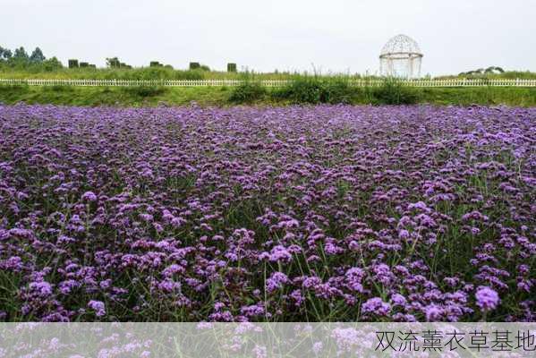 双流薰衣草基地