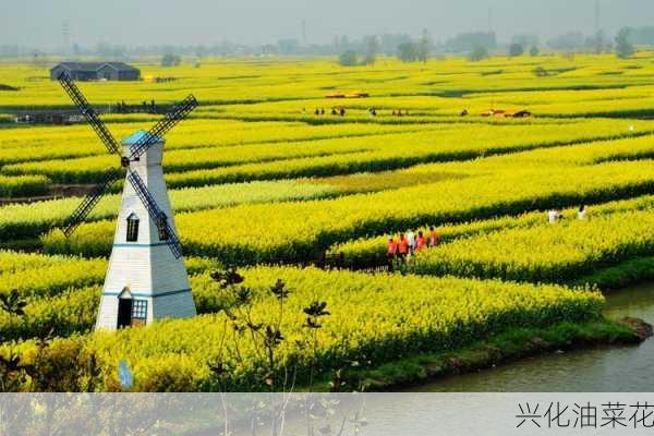 兴化油菜花