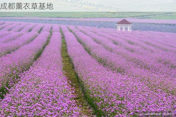 成都薰衣草基地