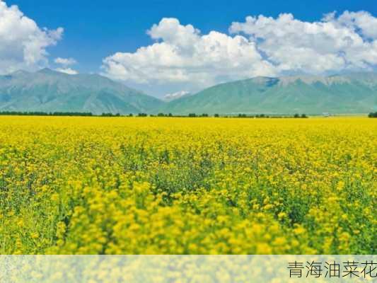 青海油菜花